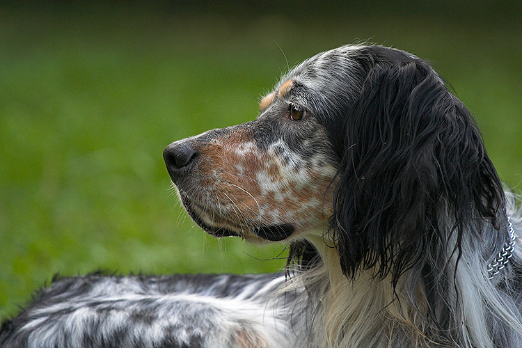 tobia