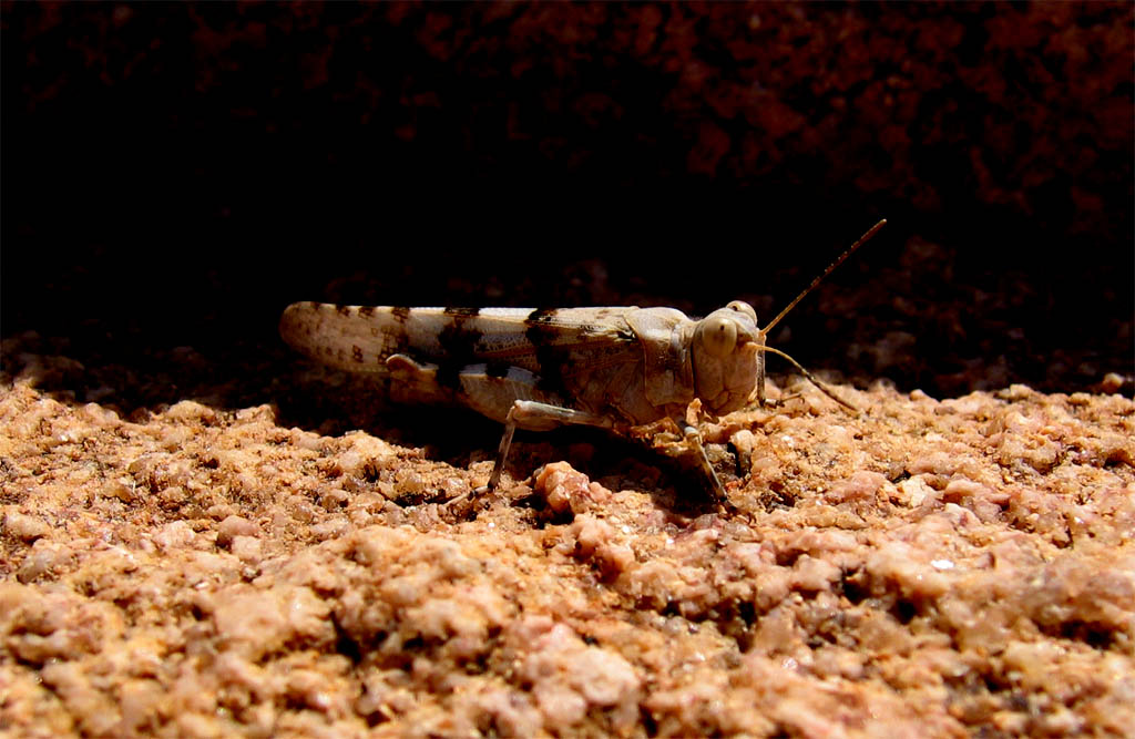 Esce allo scoperto