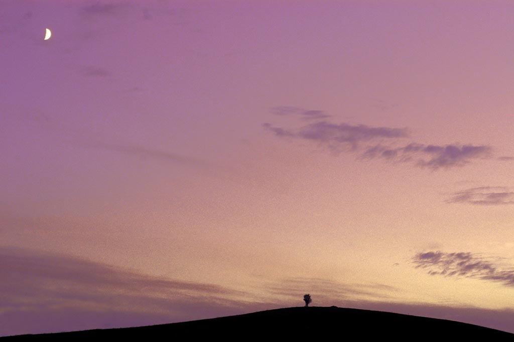 Alberello e luna al tramonto