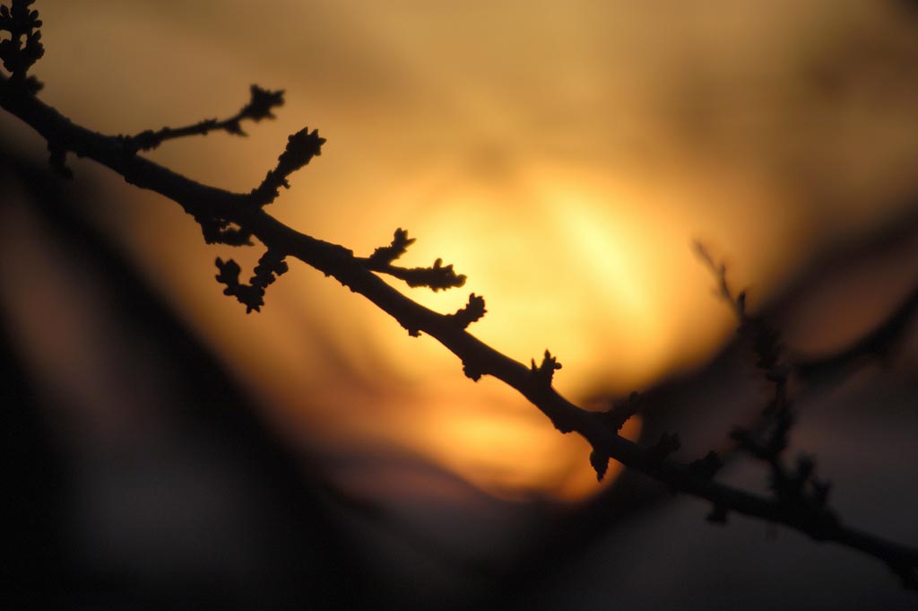 ramo al tramonto