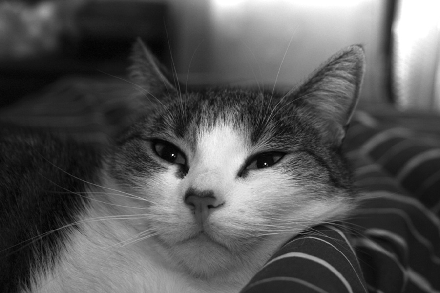 Dolce riposo....