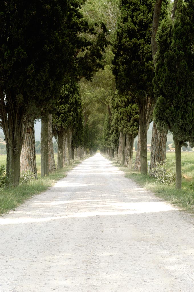 Viale Alberato