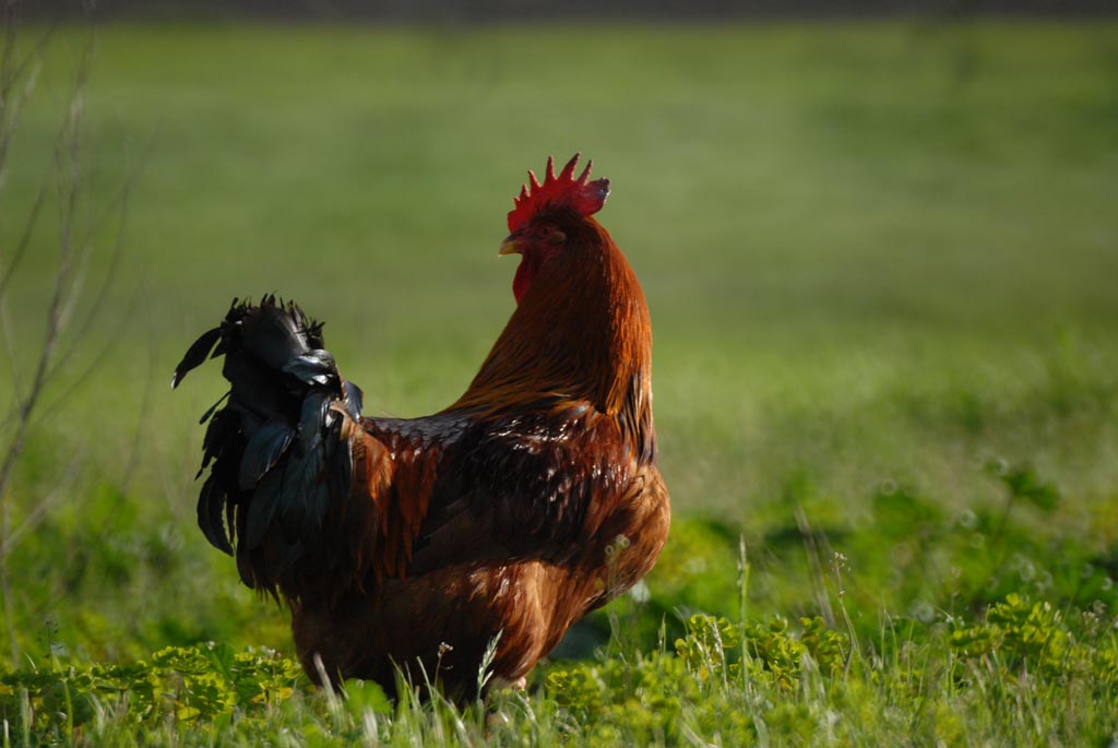 Gallo