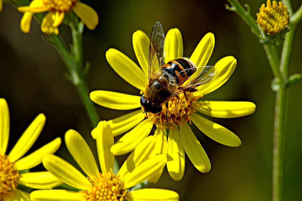 ape su fiore
