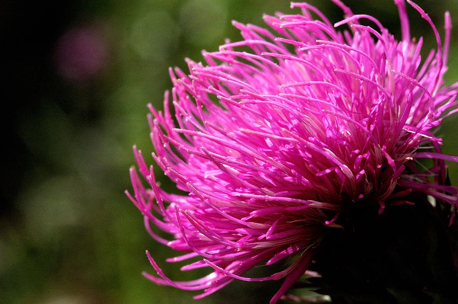 Fiore fucsia