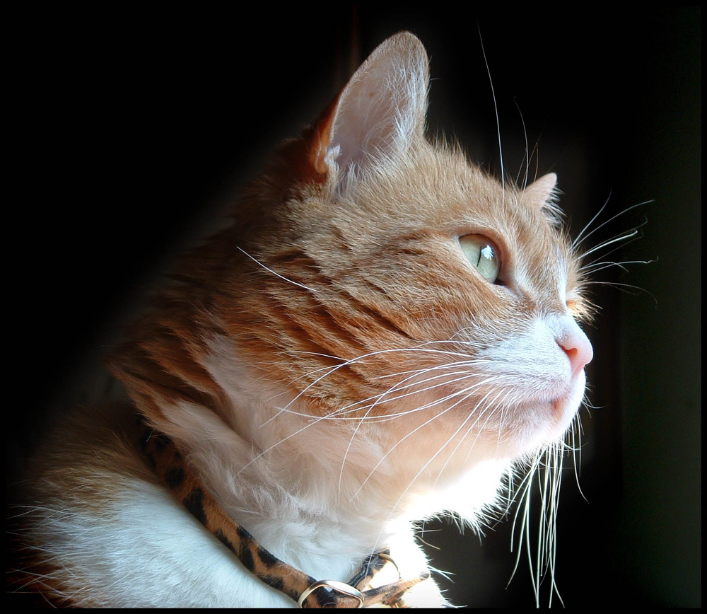 il mio gatto magico