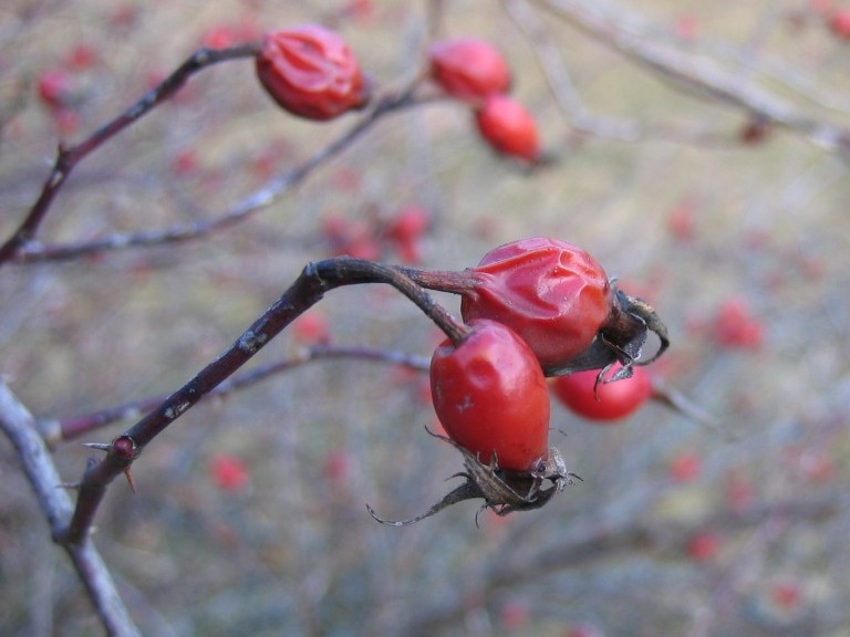 bacche rosse