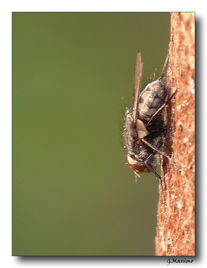 mosca