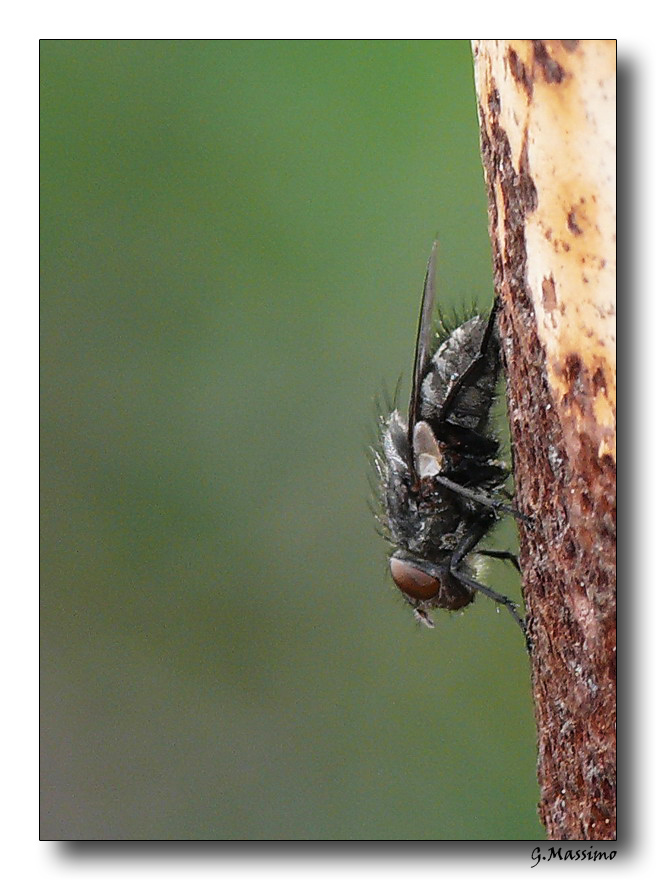 Mosca 2