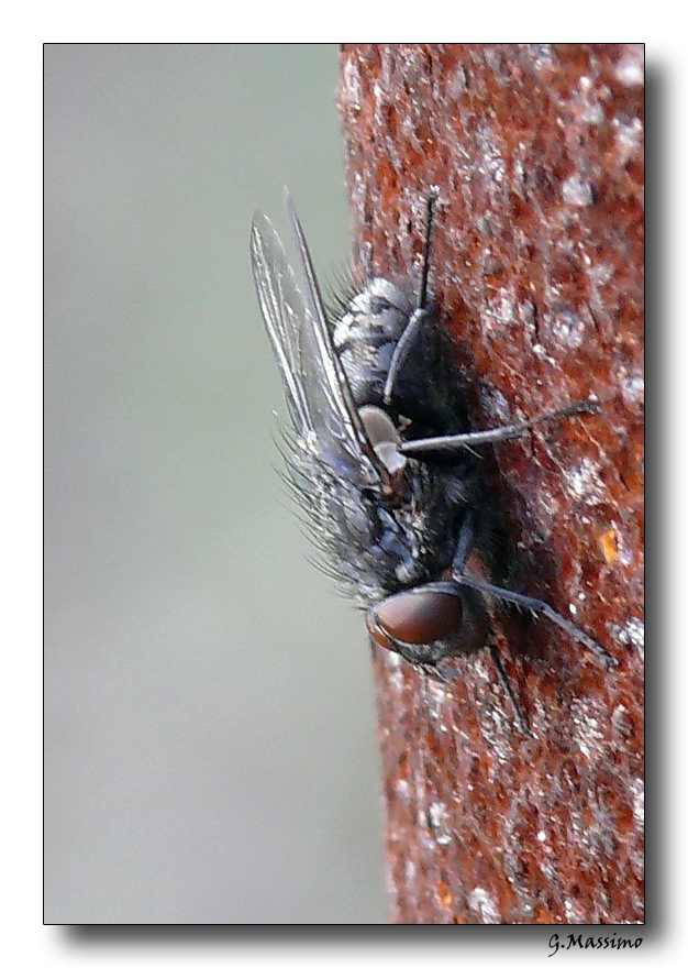 Mosca 3