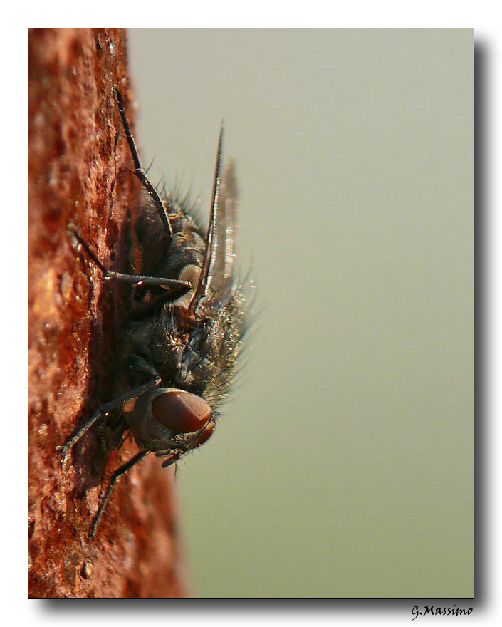 Mosca 4