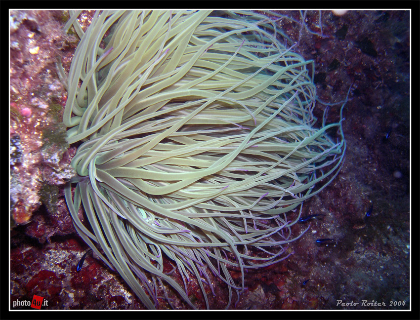Anemone