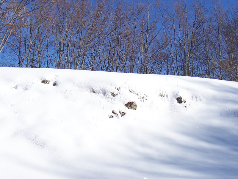 neve e alberi