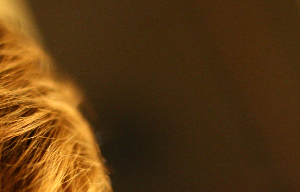 ISO1600