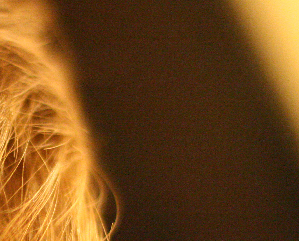 ISO3200