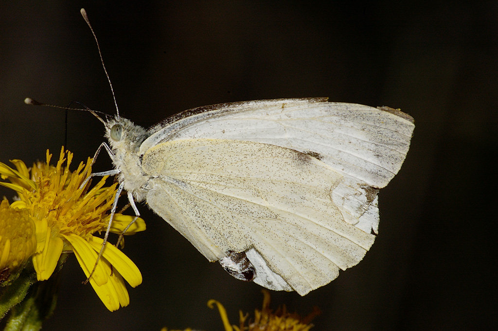 farfalla messa male