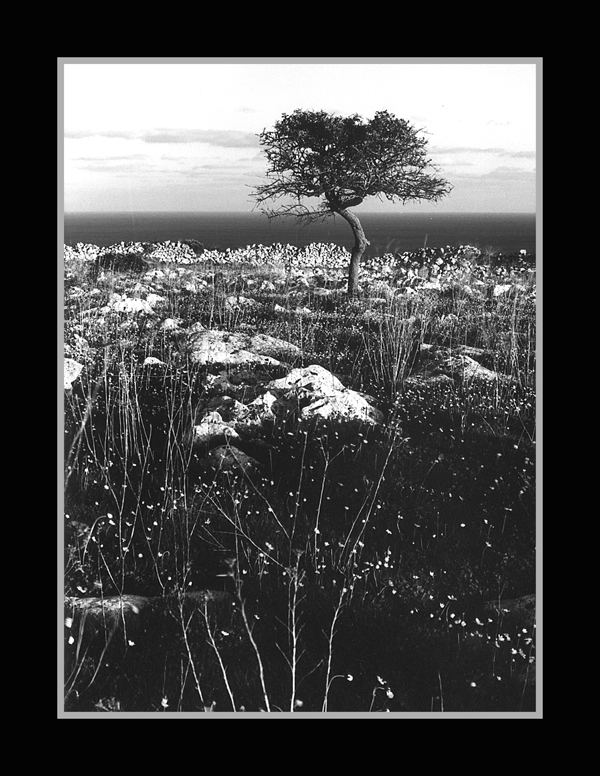Paesaggio Salentino in B&W