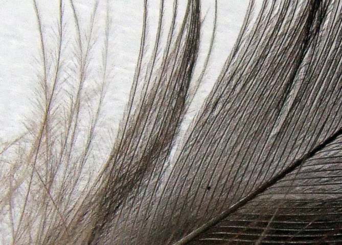 piuma dettaglio