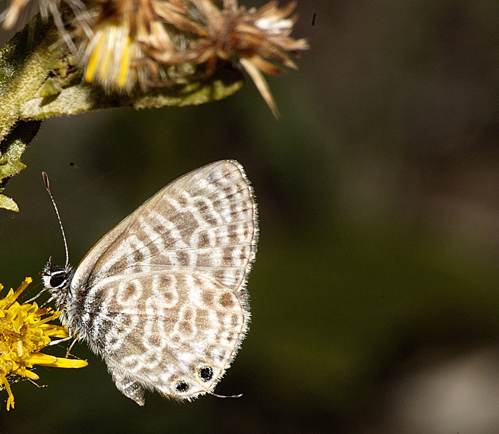 farfalla decentrata