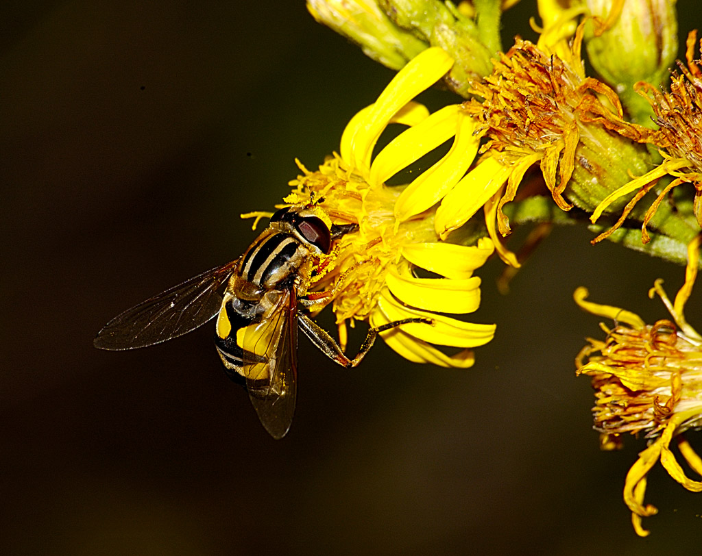 ape striata