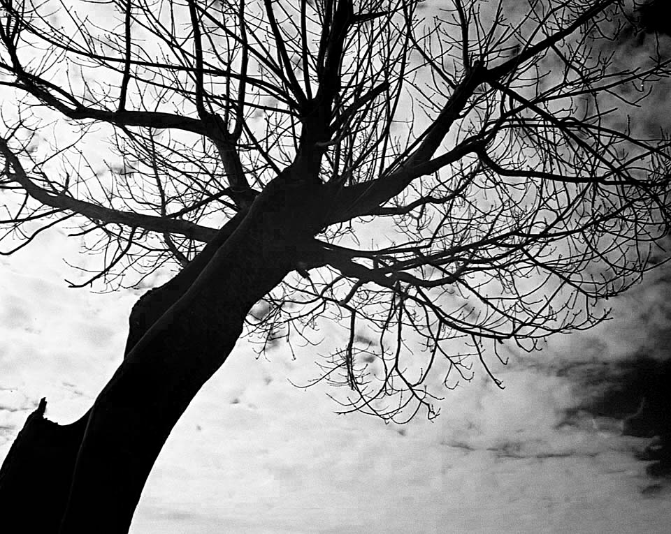 Albero malinconico