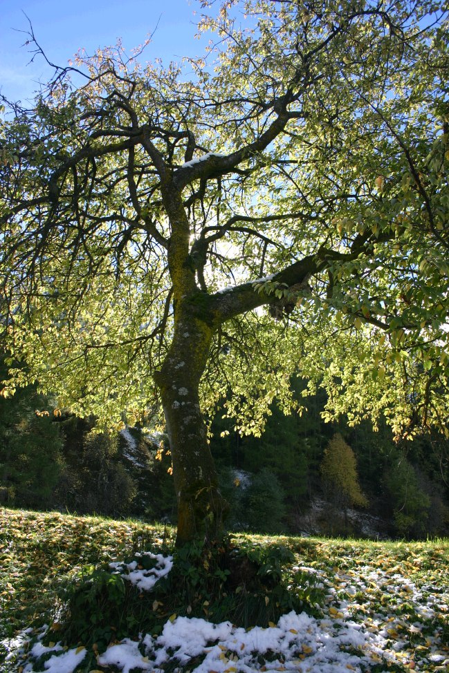 Albero controluce