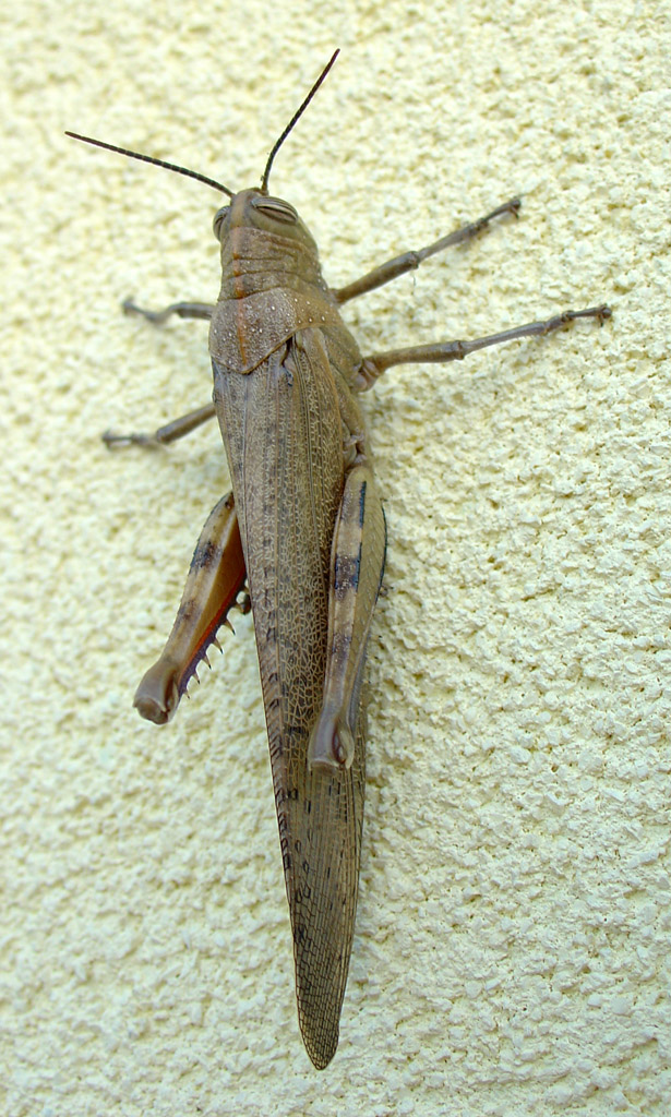 Cavalletta