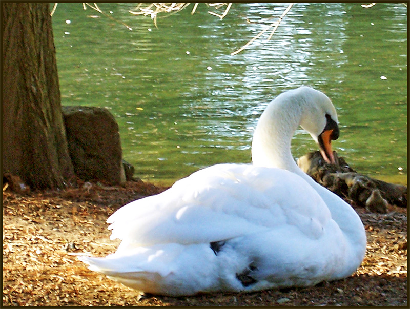 Cigno
