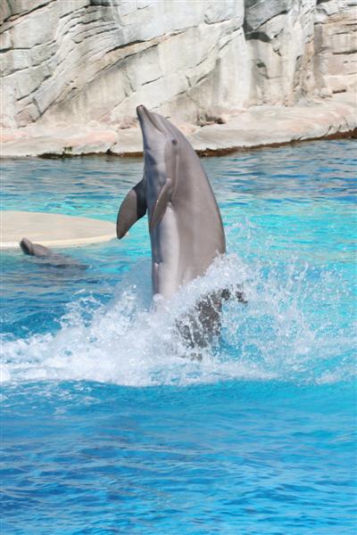 Delfino