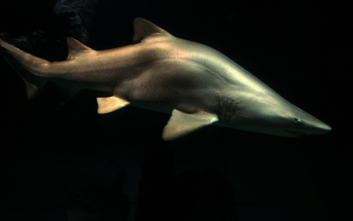 shark
