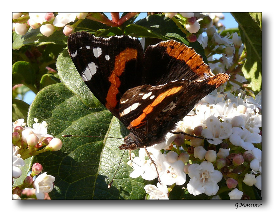 Batterfly 3