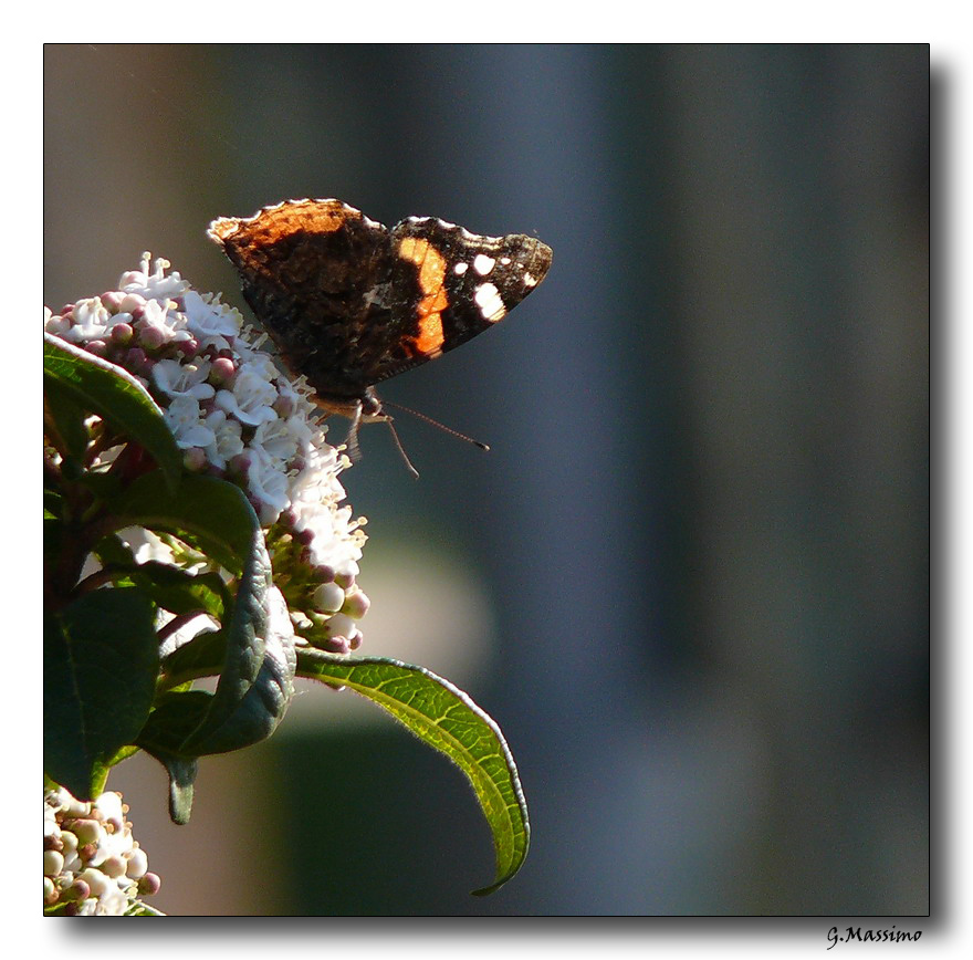 Batterfly 6