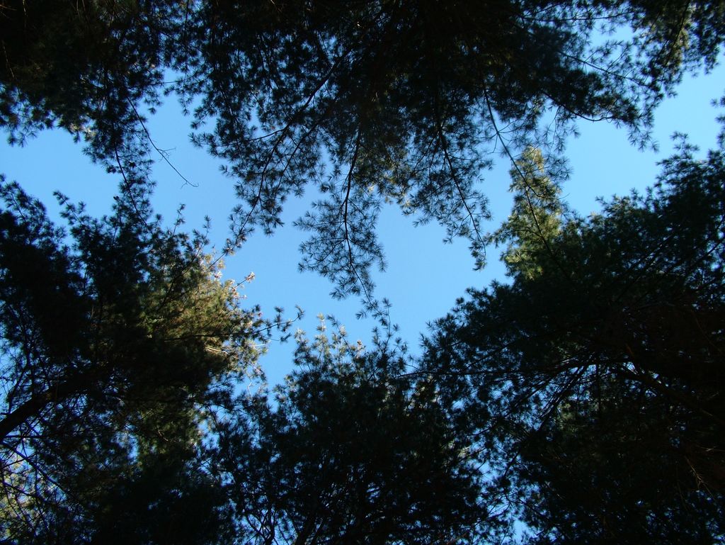Cielo