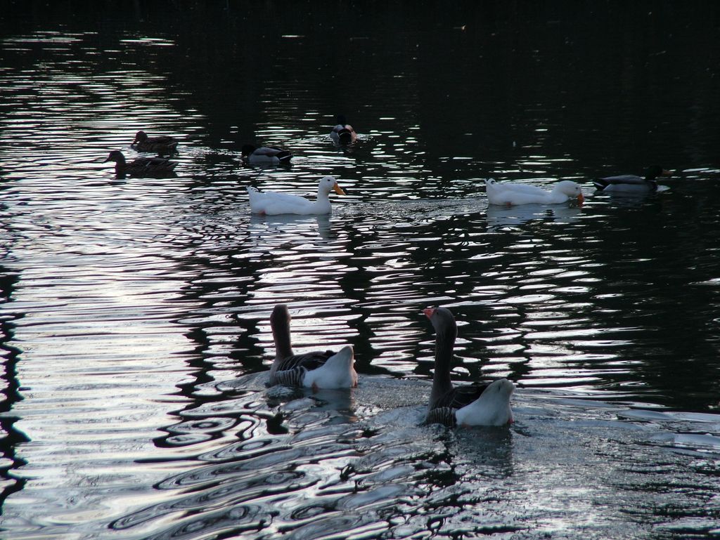 Fauna di Citt