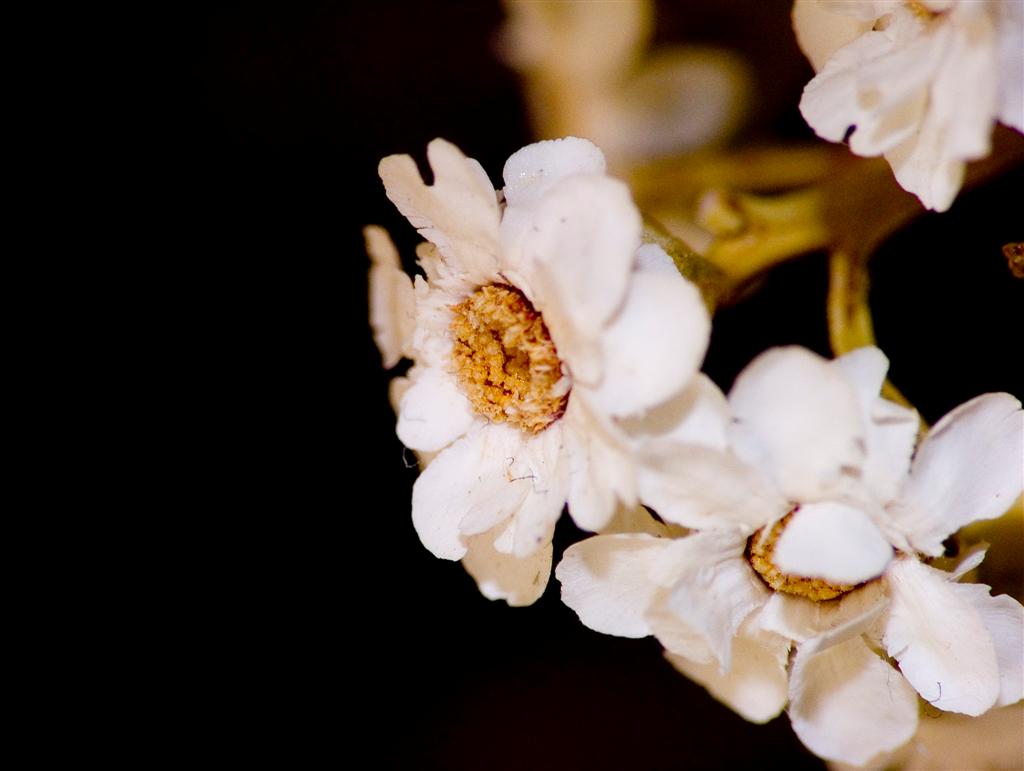 fiori