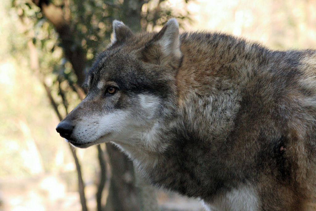Wolf