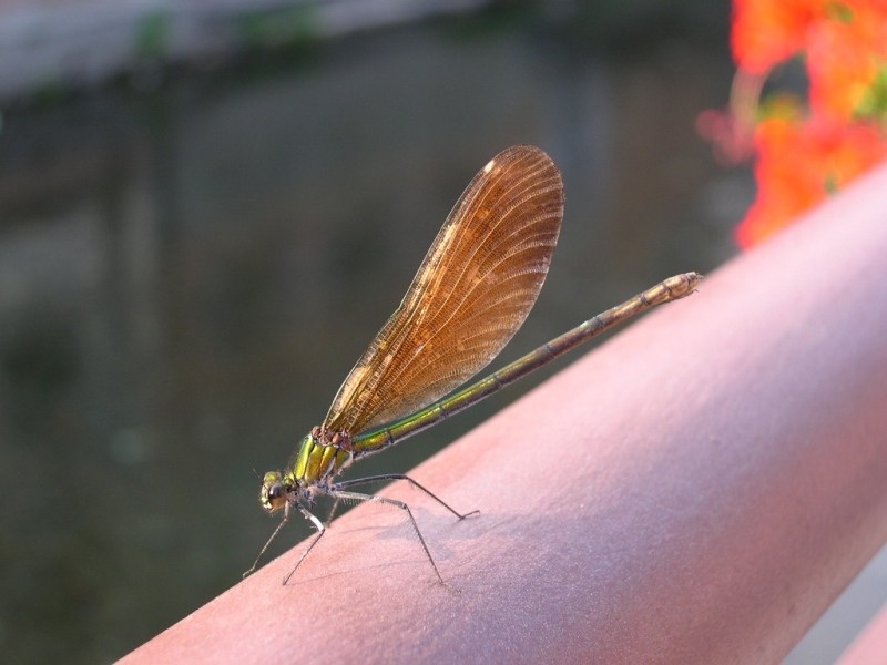 Libellula