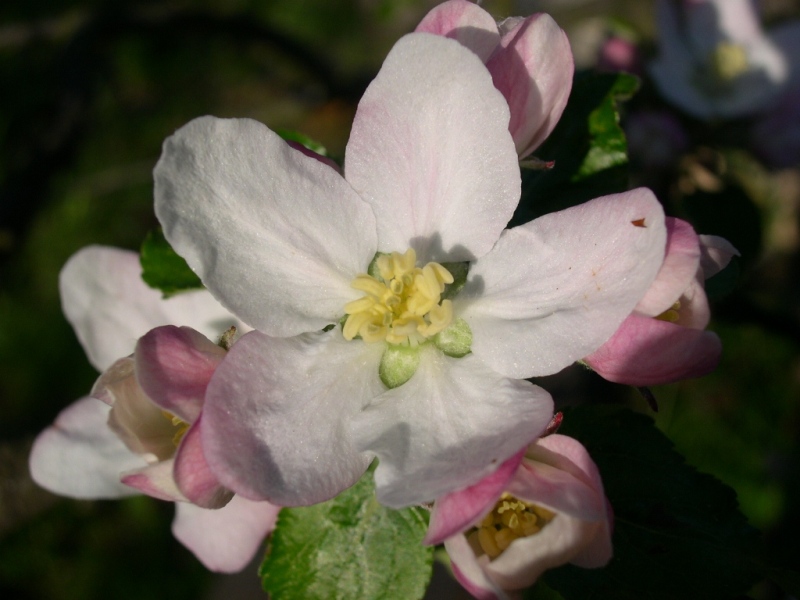 Fiore di melo