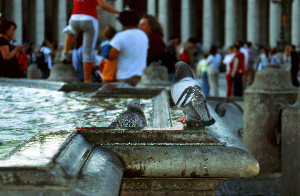 Piccioni a San Pietro