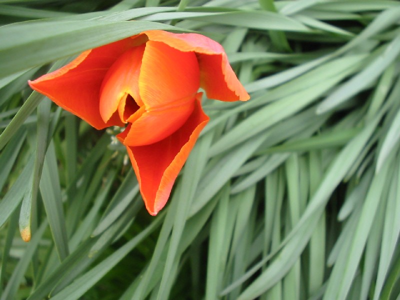 Tulipano