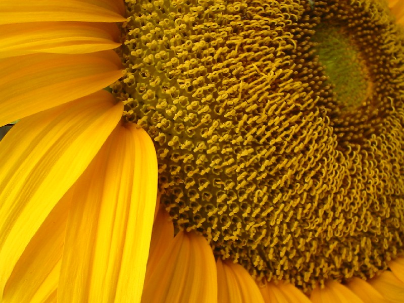Girasole