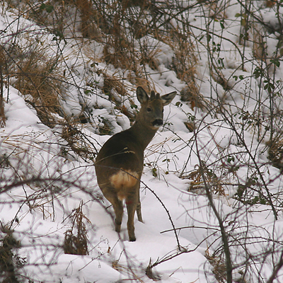 Capriolo maschio