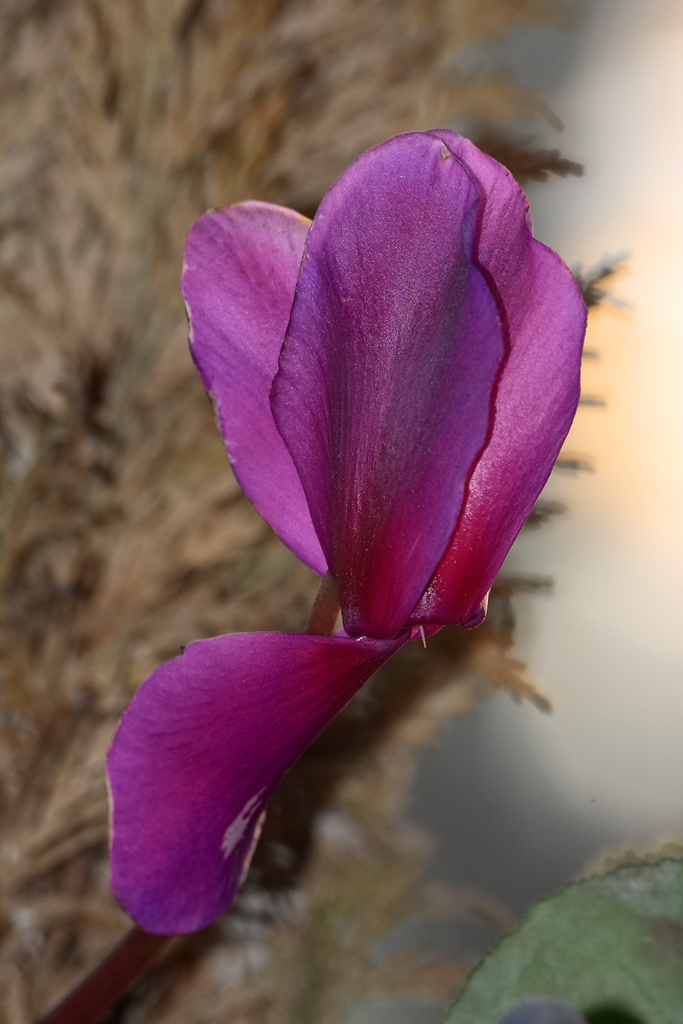 ciclamino