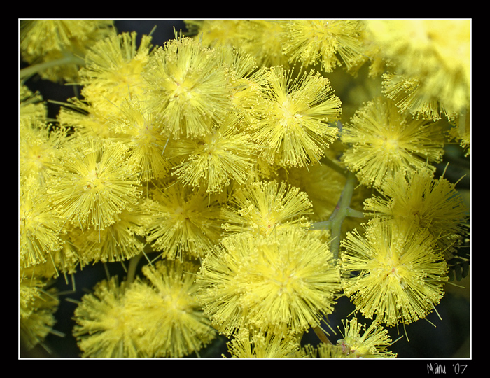 mimosa