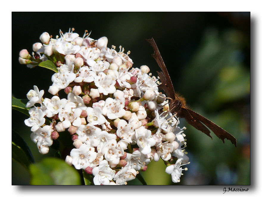 Farfalla 1