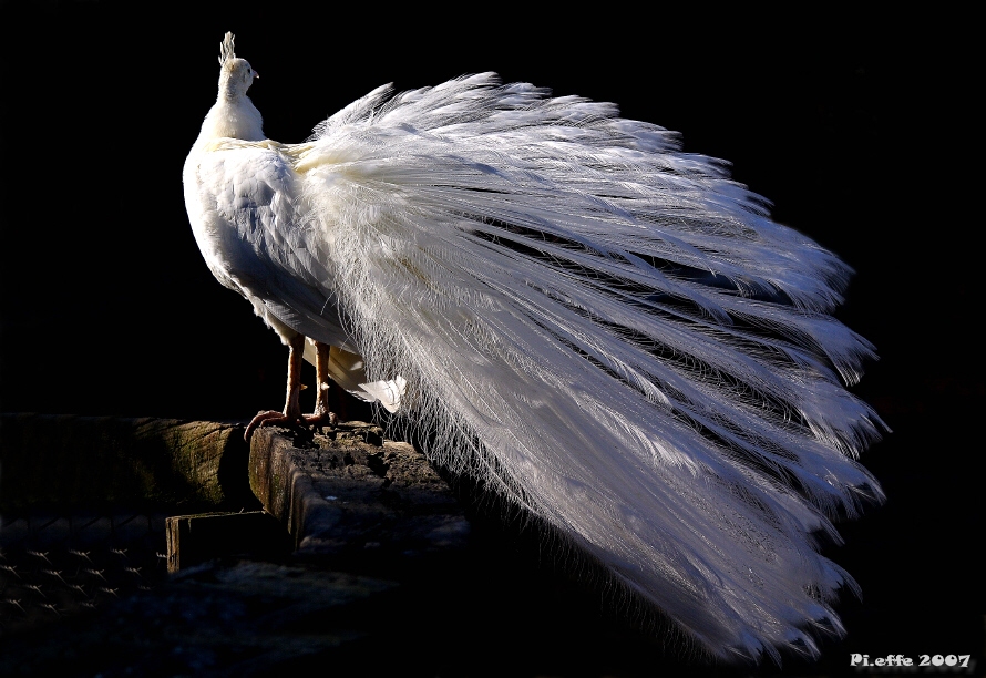 Pavone bianco 2