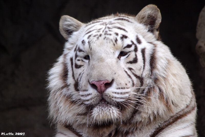 Tigre bianca