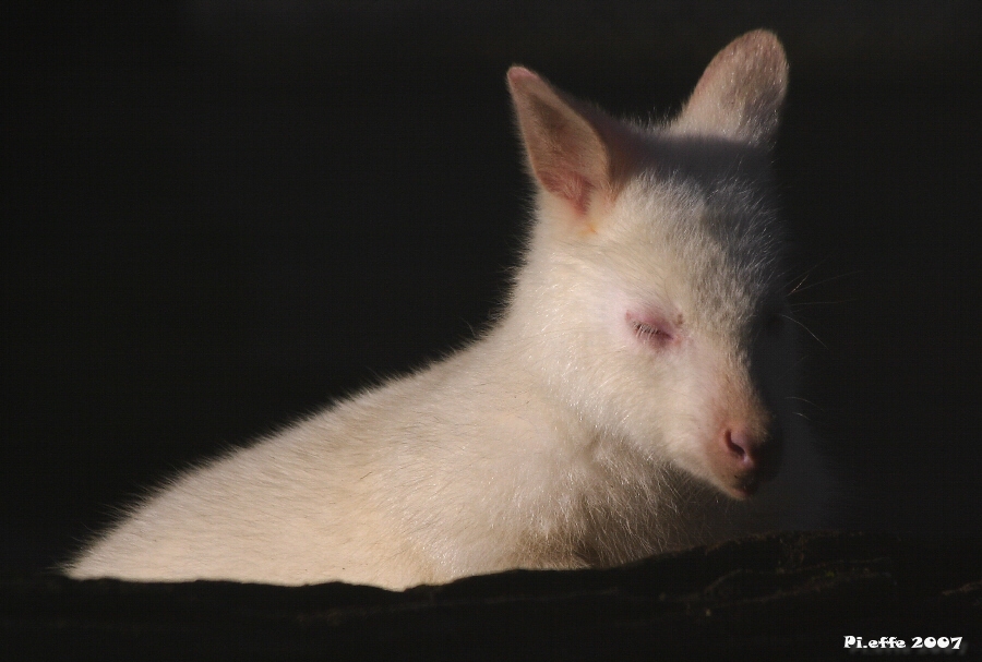 Piccolo Wallaby