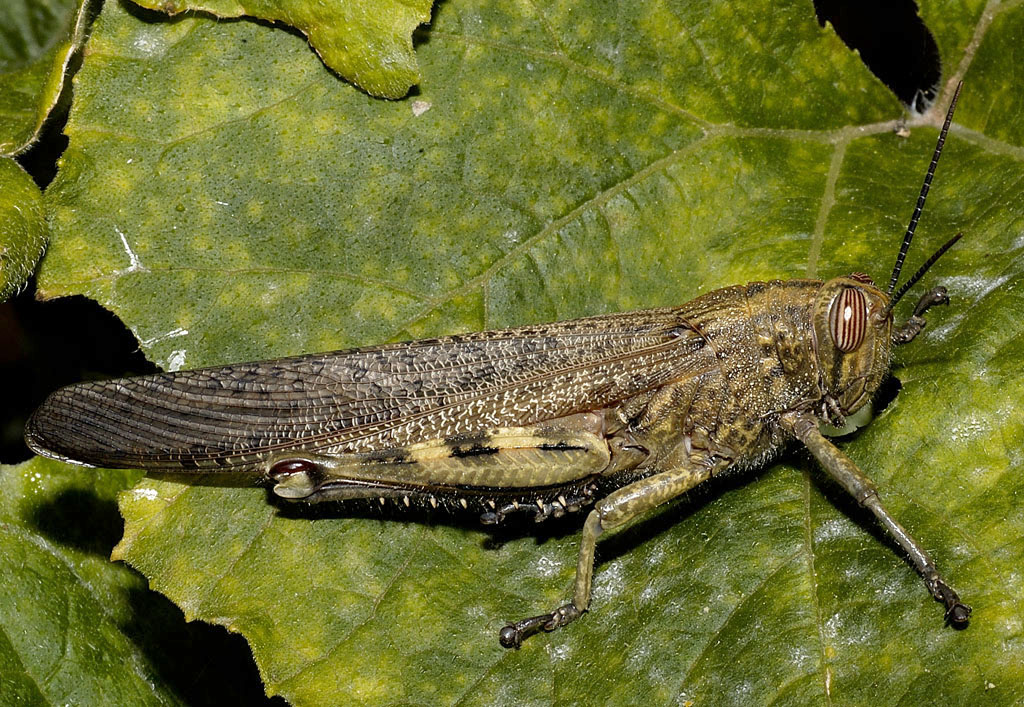 cavalletta