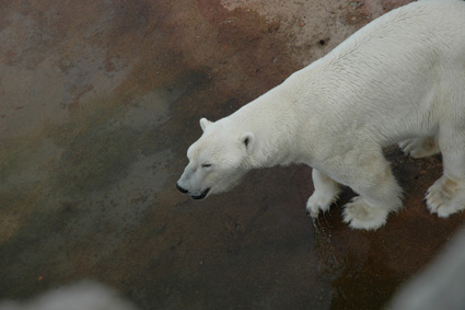 orso